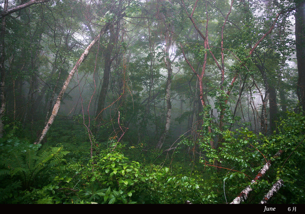 受賞者：田淵 三菜（たぶち みな）　受賞作品：「Into the forest」